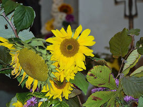 Erntedank in Heilig Kreuz